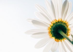 Mililani Psychology Therapy Brief Therapies brief therapies